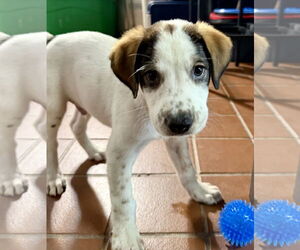 Labrador Retriever-Unknown Mix Dogs for adoption in Jefferson, NJ, USA