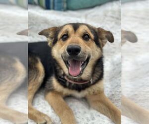 German Shepherd Dog-Unknown Mix Dogs for adoption in Newport Beach, CA, USA