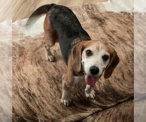 Beagle Dogs for adoption in Guilford, CT, USA