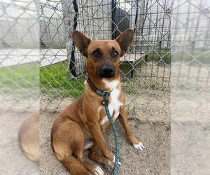 Chihuahua Dogs for adoption in Ojai, CA, USA