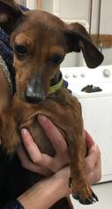 Dachshund Dogs for adoption in Templeton, MA, USA
