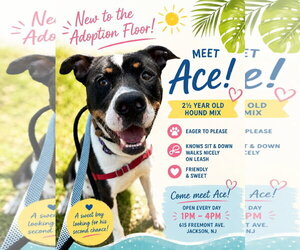 Mutt Dogs for adoption in Jackson , NJ, USA