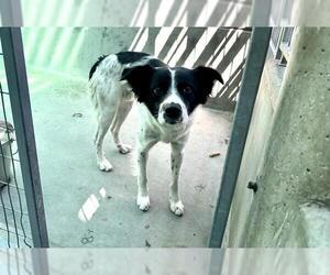 Border Collie-Unknown Mix Dogs for adoption in Pasadena, CA, USA