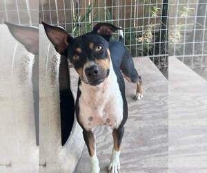 Mutt Dogs for adoption in Shillington, PA, USA