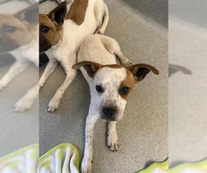 Mutt Dogs for adoption in San Martin, CA, USA