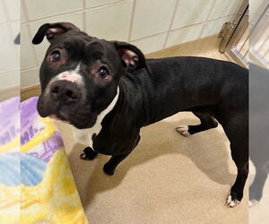 American Pit Bull Terrier Dogs for adoption in Derwood, MD, USA