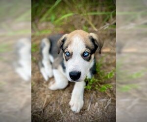 Alaskan Malamute-Unknown Mix Dogs for adoption in Pleasanton, TX, USA