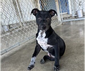 Mutt Dogs for adoption in Pryor, OK, USA