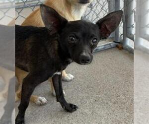 Chihuahua Dogs for adoption in Bakersfield, CA, USA