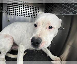 Dogo Argentino-Unknown Mix Dogs for adoption in Grand Prairie, TX, USA