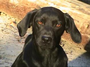 Doberman Pinscher Dogs for adoption in La Verne , CA, USA