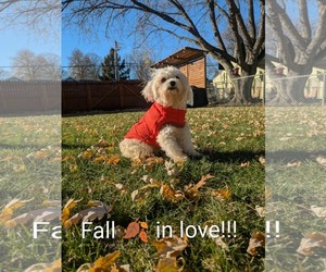 Medium Photo #4 Maltipoo (Miniature) Puppy For Sale in Minneapolis, MN, USA