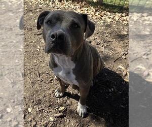 American Staffordshire Terrier-Unknown Mix Dogs for adoption in San Antonio, TX, USA