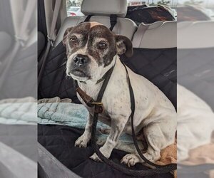 Boston Terrier Dogs for adoption in Wichita, KS, USA