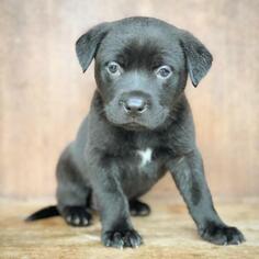 Mastiff Dogs for adoption in Fredericksburg, TX, USA