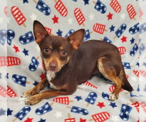 Chihuahua Dogs for adoption in Lake City, MI, USA