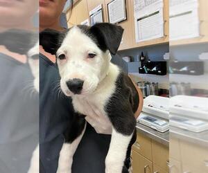 German Shepherd Dog-Unknown Mix Dogs for adoption in Riverside, CA, USA