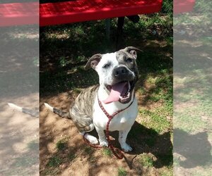 Bullypit Dogs for adoption in Winder, GA, USA