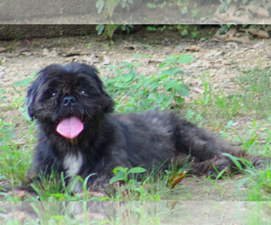 Shih Tzu Dogs for adoption in Holly Springs, MS, USA