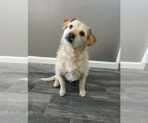 Mutt Dogs for adoption in Minneapolis, MN, USA