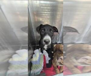 Mutt Dogs for adoption in San Antonio, TX, USA