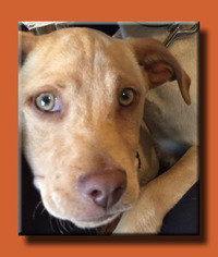 Medium Photo #1 Labrador Retriever-Unknown Mix Puppy For Sale in Wakefield, RI, USA
