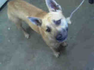 German Shepherd Dog-Unknown Mix Dogs for adoption in Morgan Hill, CA, USA