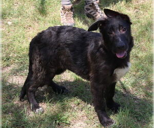 German Shepherd Dog-Unknown Mix Dogs for adoption in Bandera, TX, USA