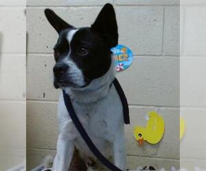 Boston Terrier-Unknown Mix Dogs for adoption in Downey, CA, USA