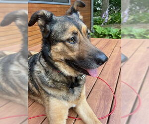Shepradors Dogs for adoption in Princeton, MN, USA