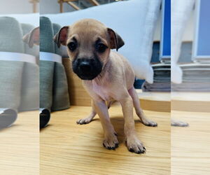 Chihuahua-Unknown Mix Dogs for adoption in Marina Del Rey, CA, USA