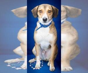 Beagle-Unknown Mix Dogs for adoption in Tupelo, MS, USA
