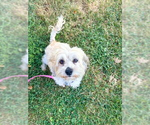 Havanese Dogs for adoption in Fort Wayne, IN, USA