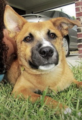 Sheprador Dogs for adoption in Alvin, TX, USA