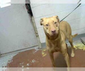 Plott Hound Dogs for adoption in Atlanta, GA, USA