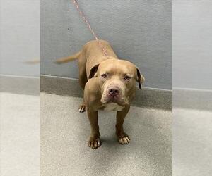 American Pit Bull Terrier-Unknown Mix Dogs for adoption in Las Vegas, NV, USA