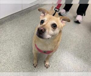 Chihuahua-Unknown Mix Dogs for adoption in Fort Collins, CO, USA