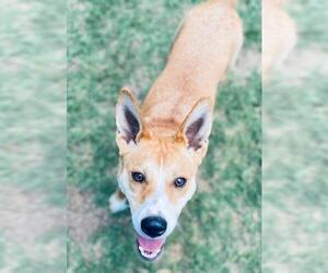 Carolina Dog Dogs for adoption in Glenwood, GA, USA