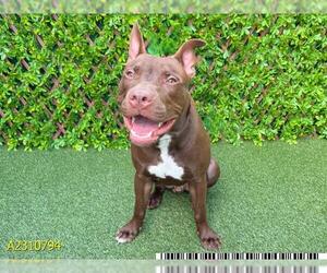 American Pit Bull Terrier Dogs for adoption in West Palm Beach, FL, USA