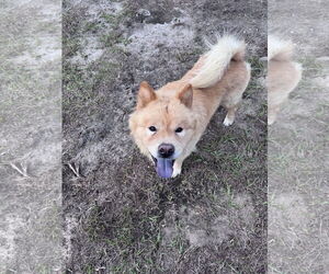 Chow Chow Dogs for adoption in Valrico, FL, USA