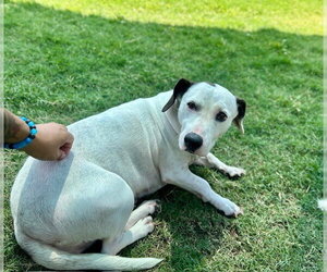 Staffordshire Bull Terrier-Unknown Mix Dogs for adoption in Temple, TX, USA