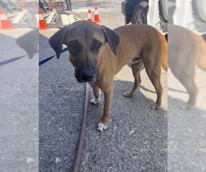 Labrador Retriever Dogs for adoption in Corpus Christi, TX, USA