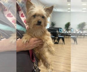 Cairn Terrier-Unknown Mix Dogs for adoption in Princeton, MN, USA
