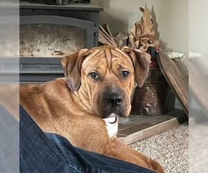 Chinese Shar-Pei-Unknown Mix Dogs for adoption in Polson, MT, USA