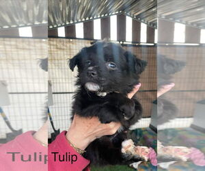 Mutt Dogs for adoption in Turlock, CA, USA