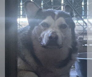 Cardigan Welsh Corgi Dogs for adoption in San Bernardino, CA, USA