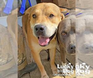 Mastador Dogs for adoption in Washington, DC, USA