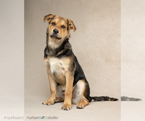 German Shepherd Dog-Unknown Mix Dogs for adoption in Tampa, FL, USA