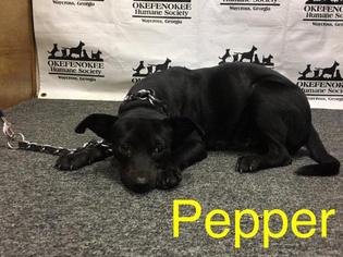 Miniature Pinscher Dogs for adoption in Waycross, GA, USA