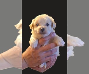 Malchi Dogs for adoption in Pacifica, CA, USA
